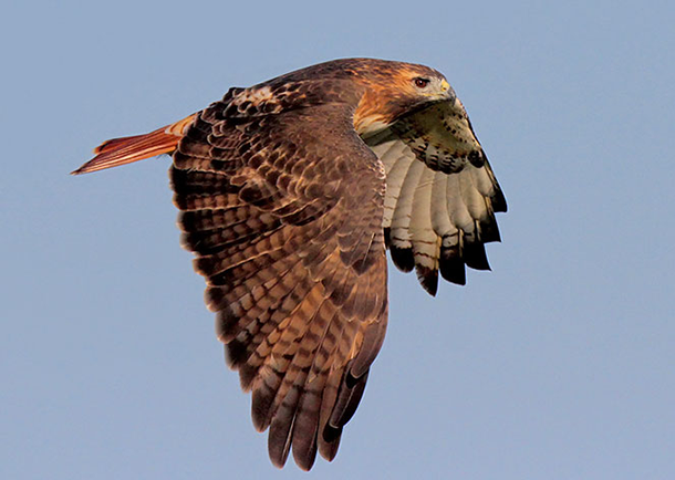 red-tailed hawk