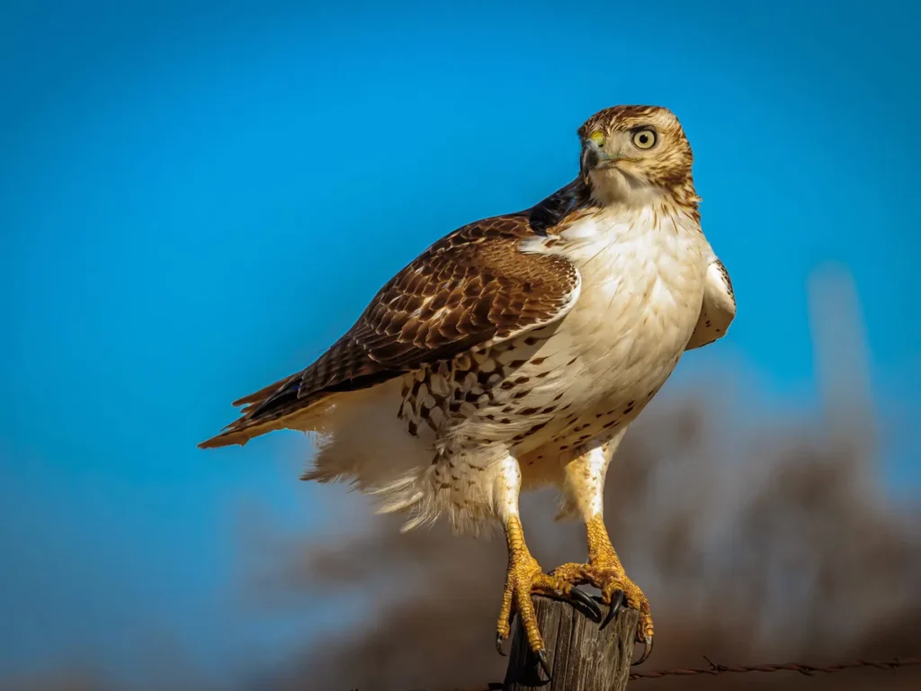 Red tail hawk perched