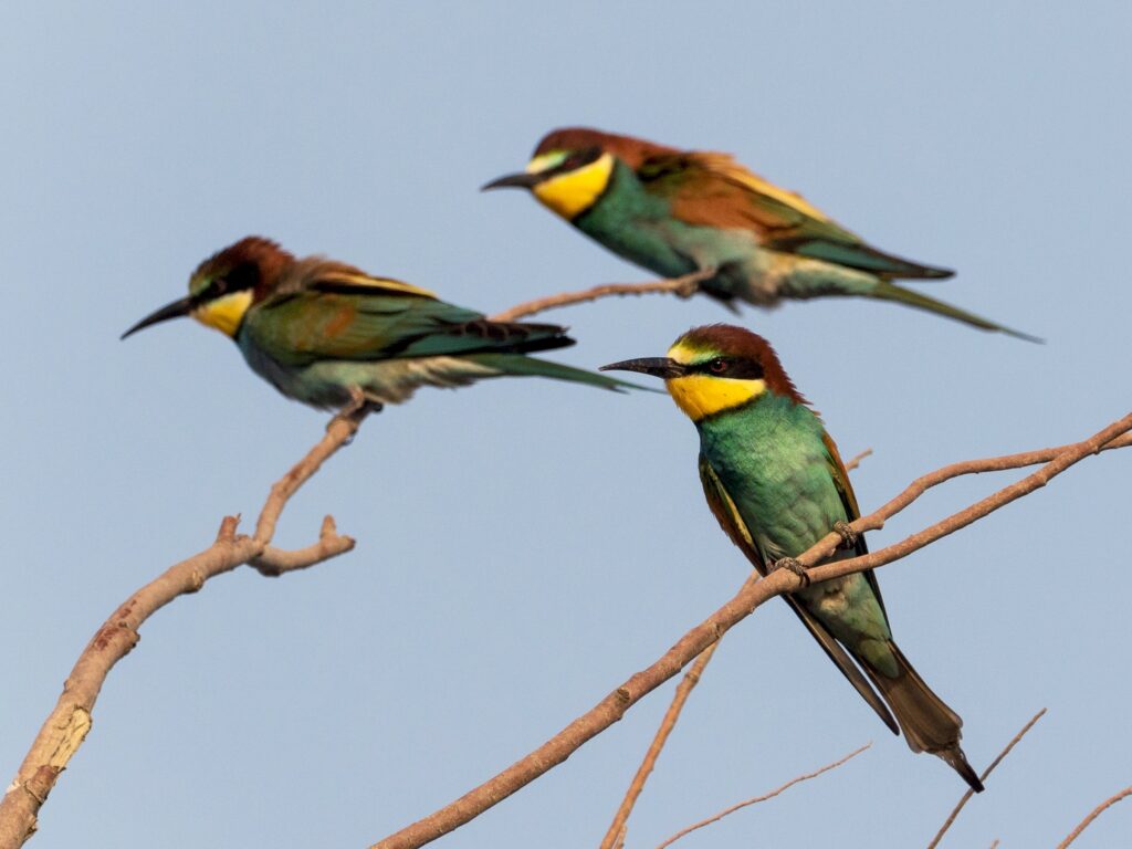 European Bee-Eater