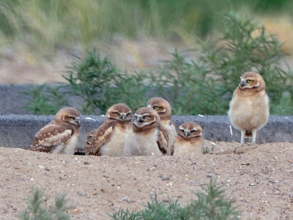 Southern Burrowing Owl Nestlings