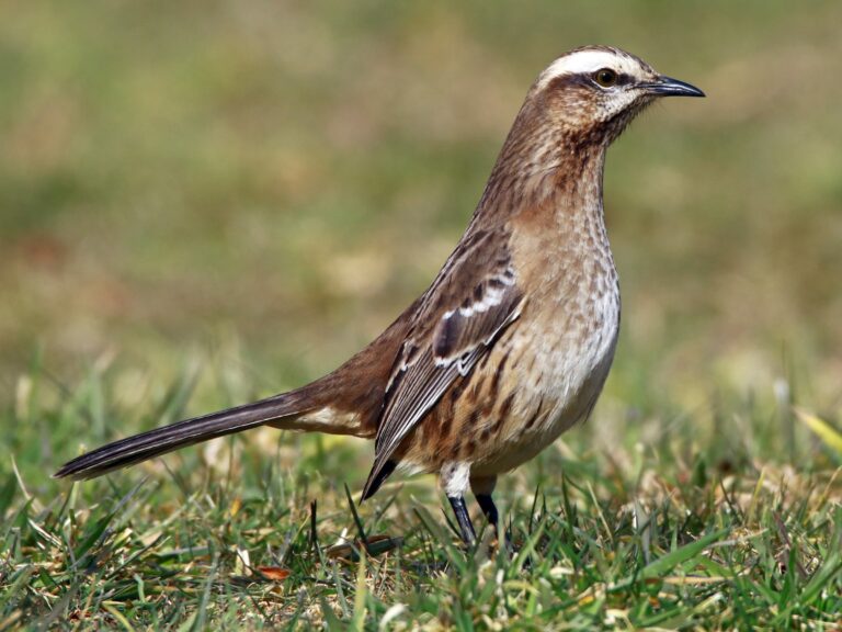 Chilean Mockingbird