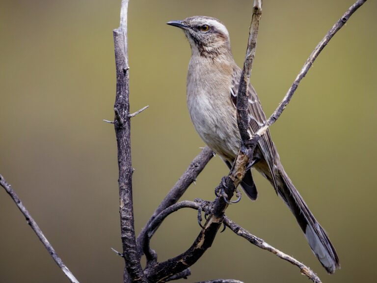 Chilean Mockingbird