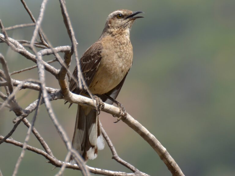 Chilean Mockingbird