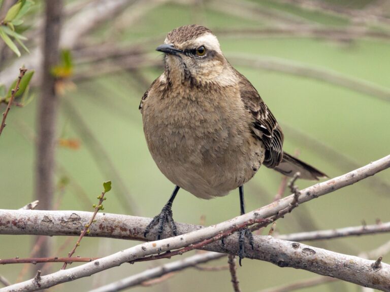 Chilean Mockingbird