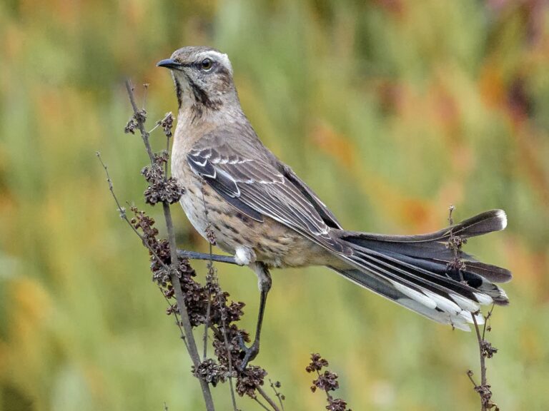 Chilean Mockingbird