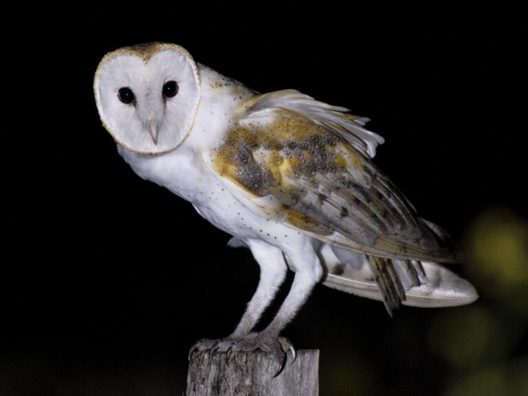 American Barn Owl