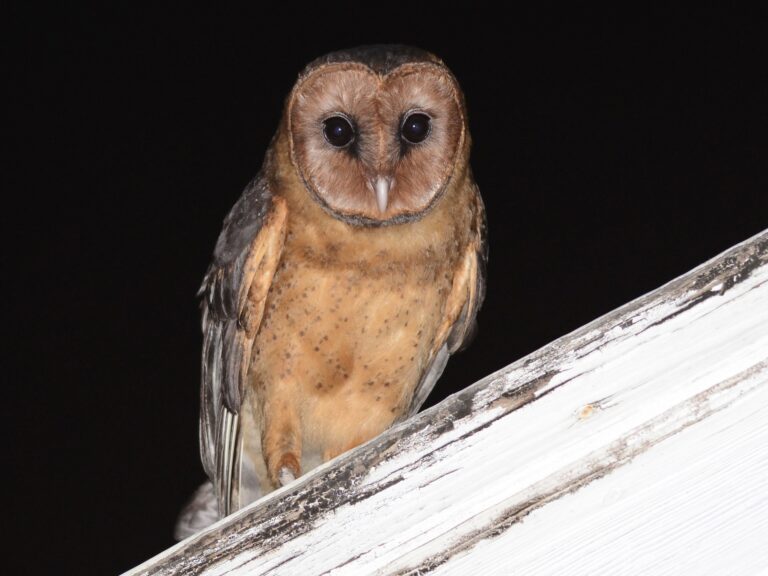 American Barn Owl
