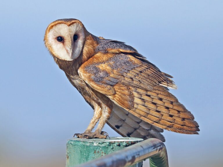 American Barn Owl