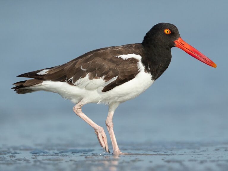 American Oystercatcher