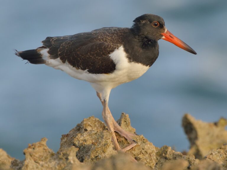 American Oystercatcher