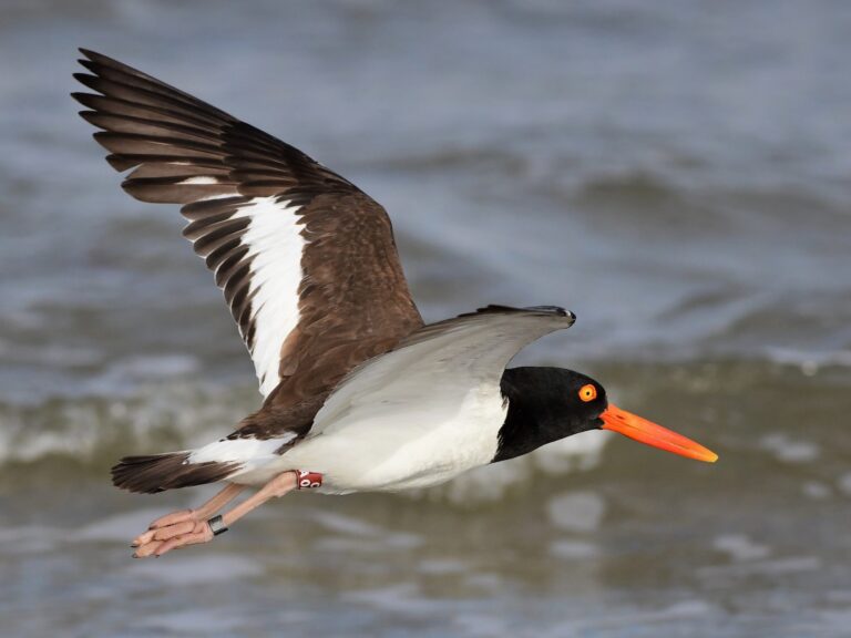 American Oystercatcher