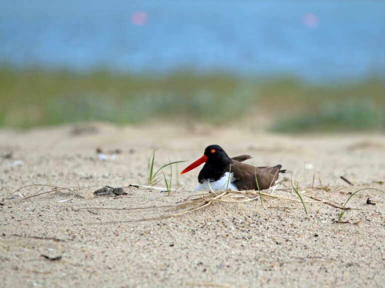 American Oystercatcher