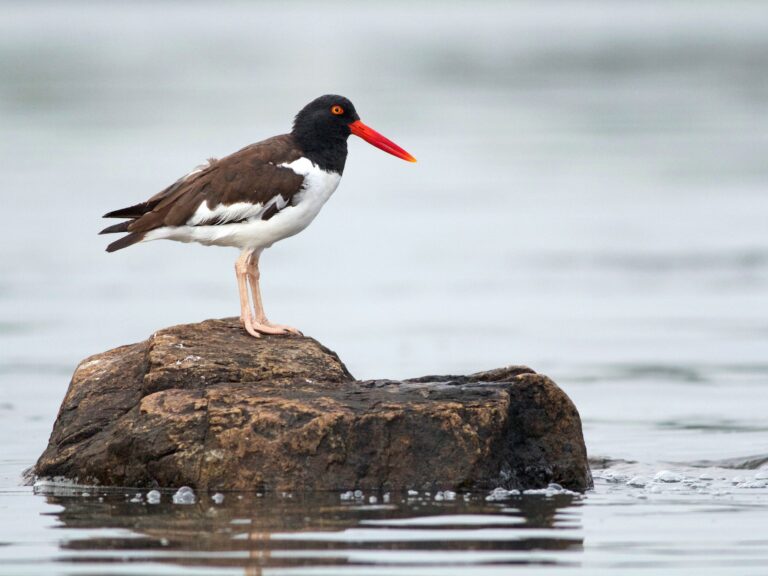 American Oystercatcher