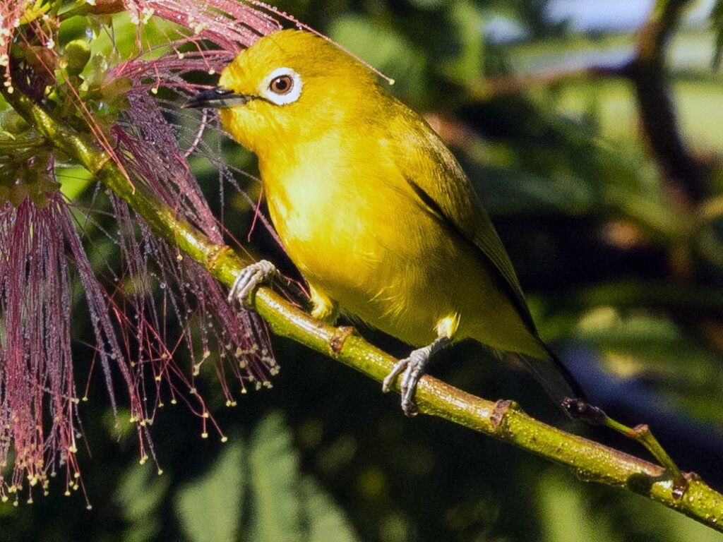 Ashy-bellied White-eye
