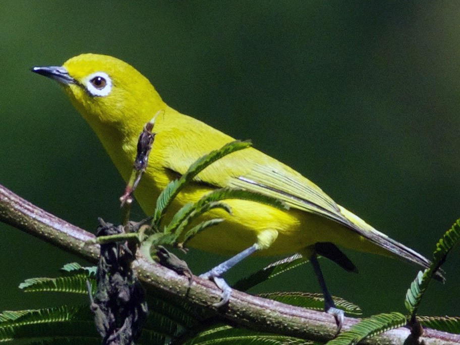 Ashy-bellied White-eye