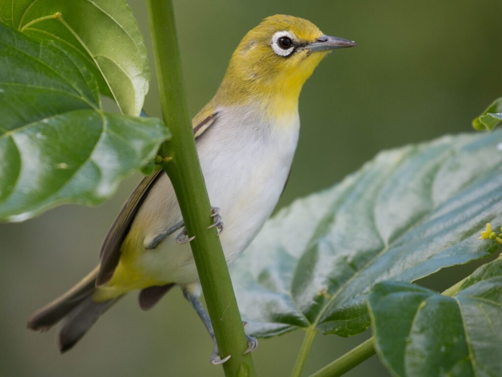 Ashy-bellied White-eye