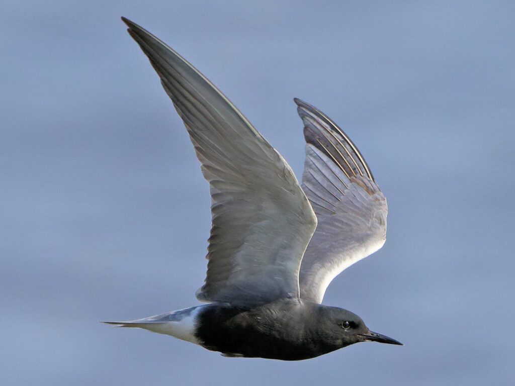 Black Tern