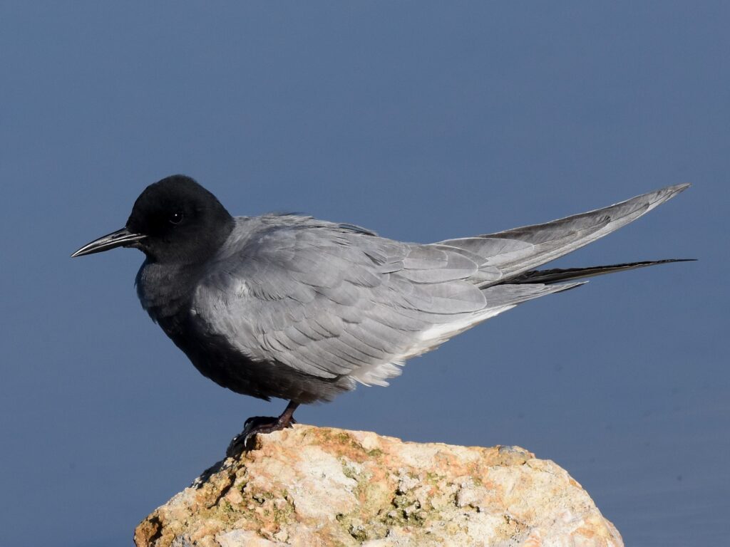 Black Tern