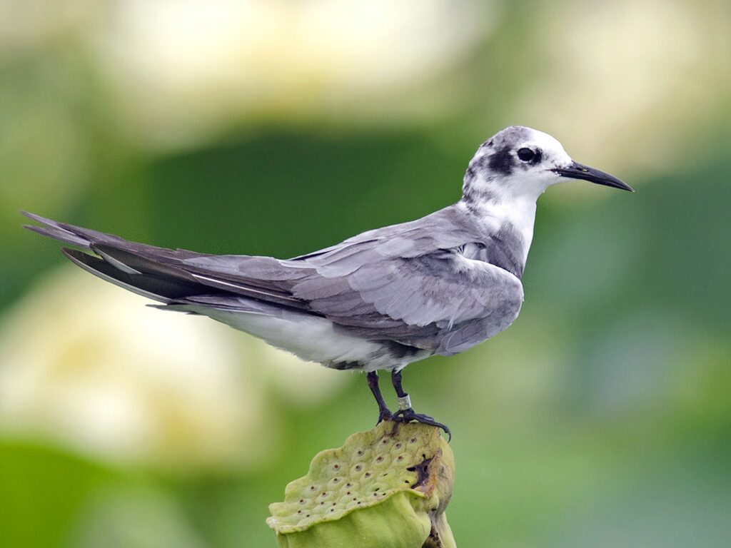 Black Tern