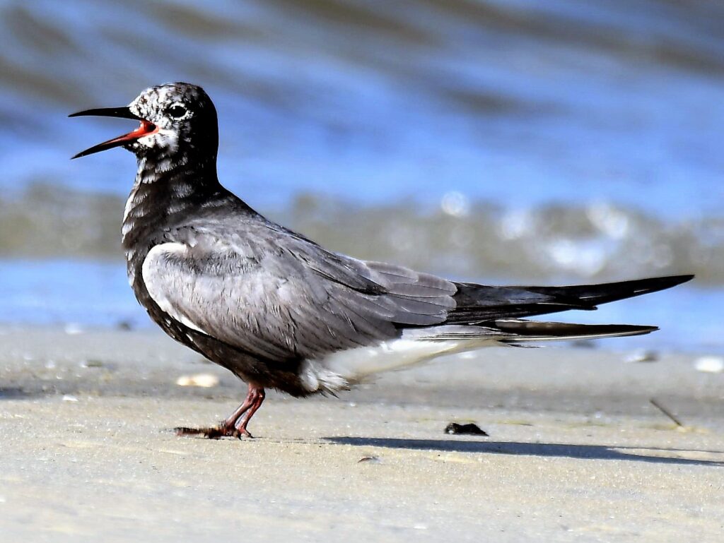 Black Tern