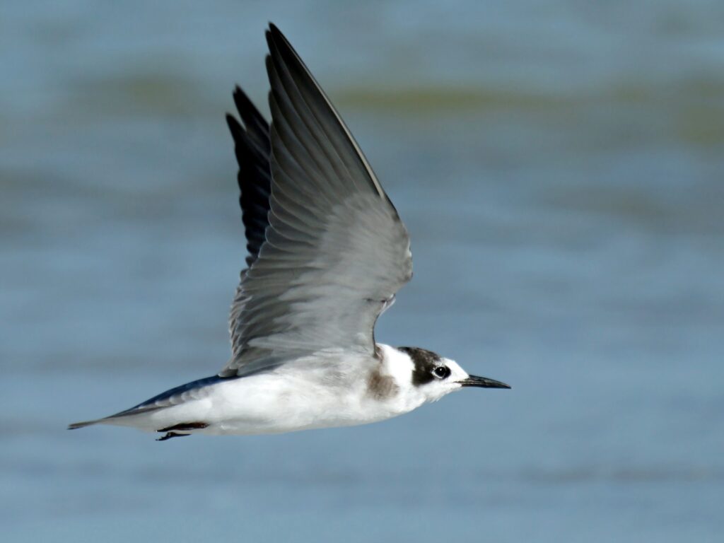 Black Tern