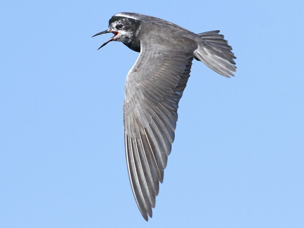 Black Tern