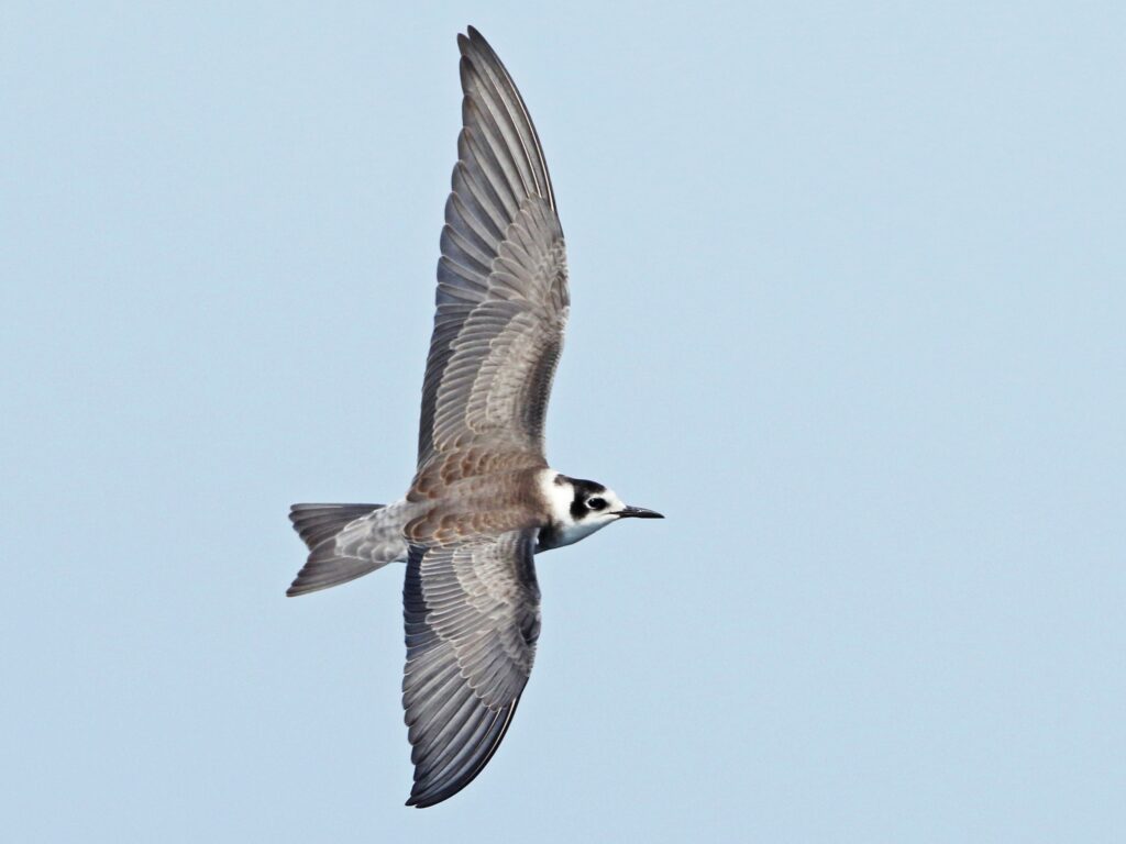 Black Tern