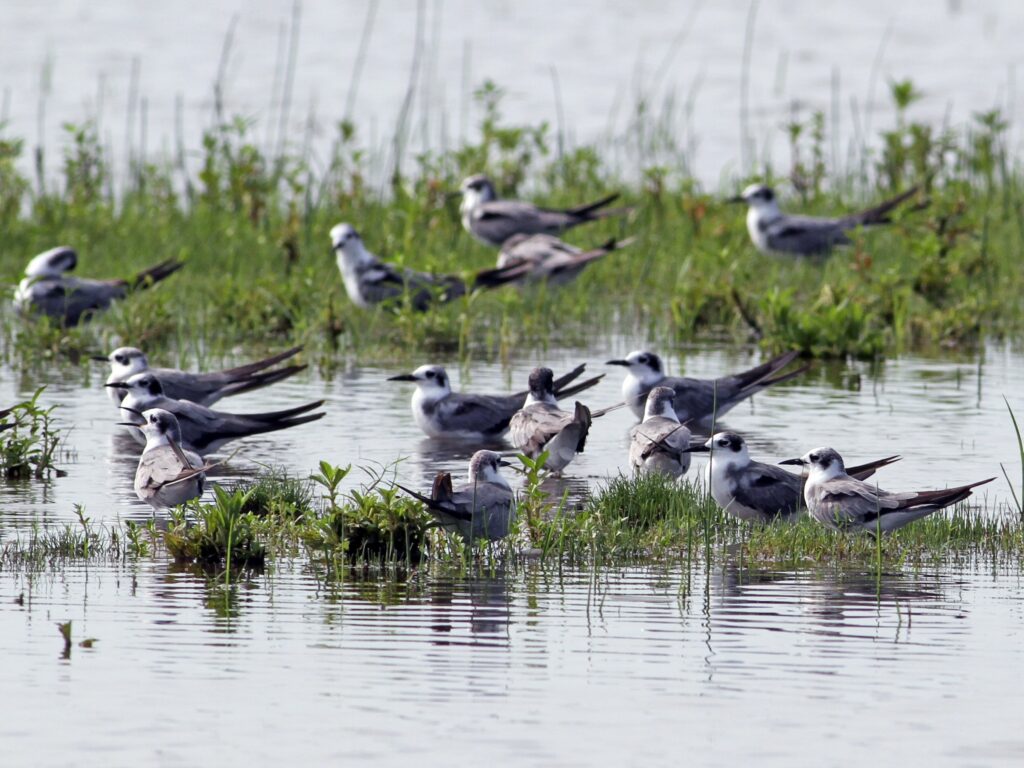 Black Tern