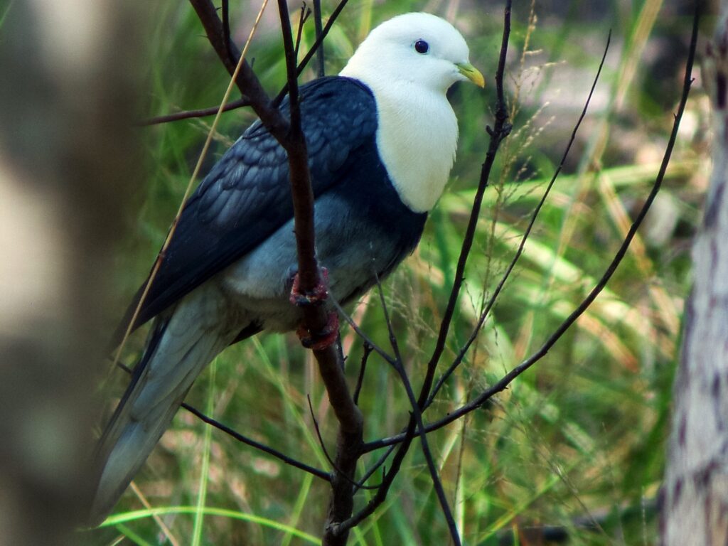 Black-banded Fruit-Dove