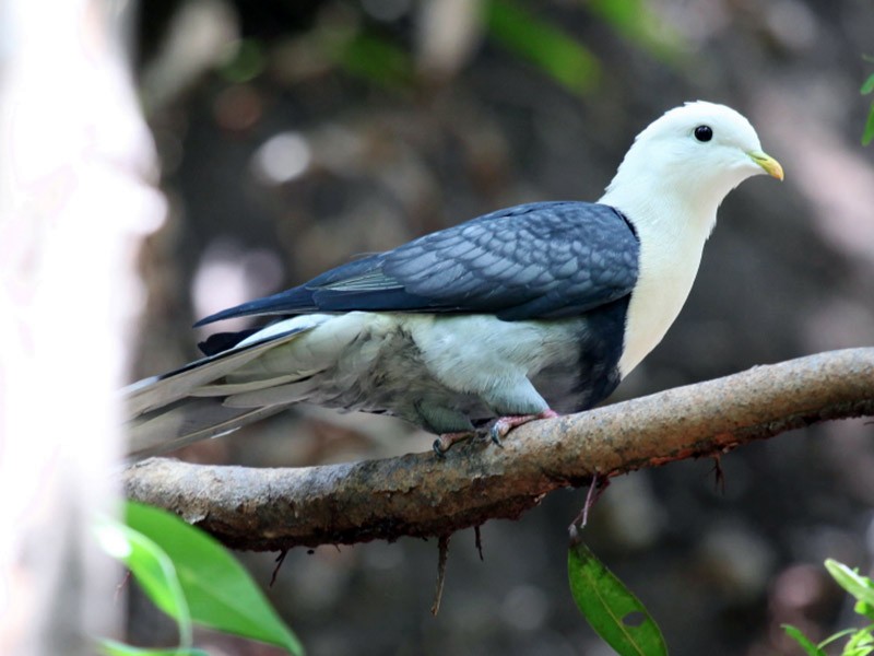 Black-banded Fruit-Dove