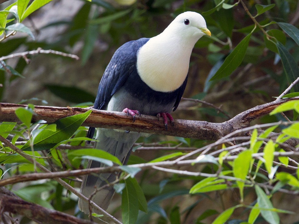 Black-banded Fruit-Dove