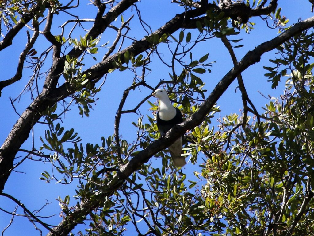 Black-banded Fruit-Dove