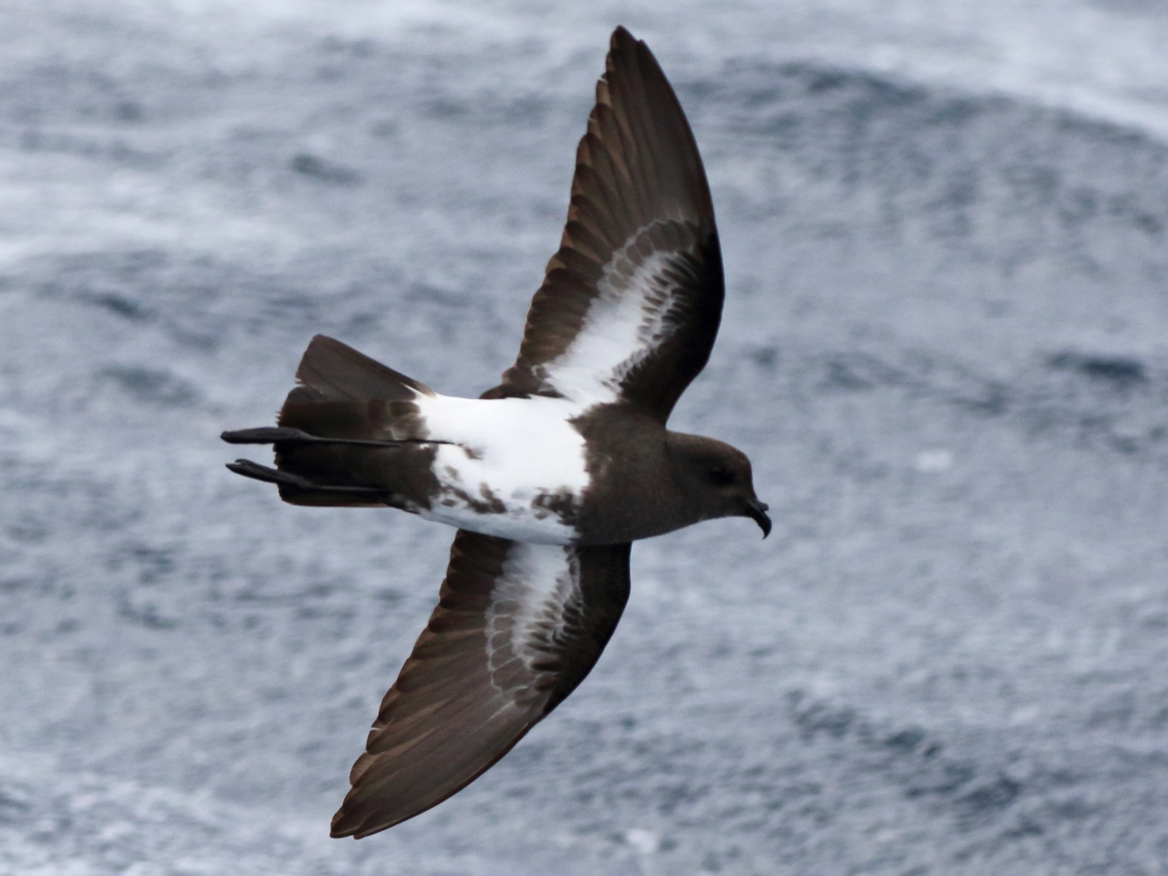 Black-bellied Storm-Petrel