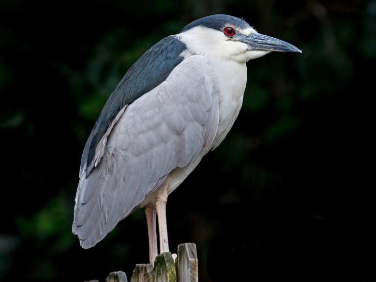 Black-crowned Night Heron