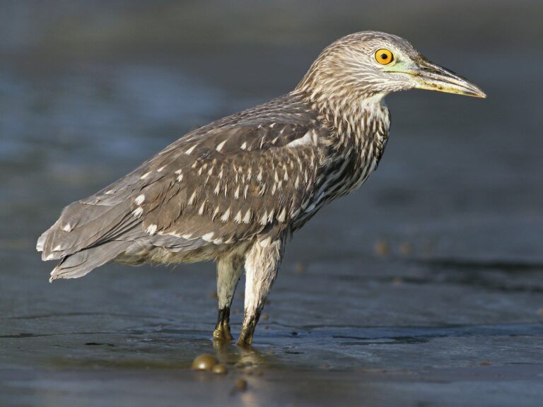 Black-crowned Night Heron