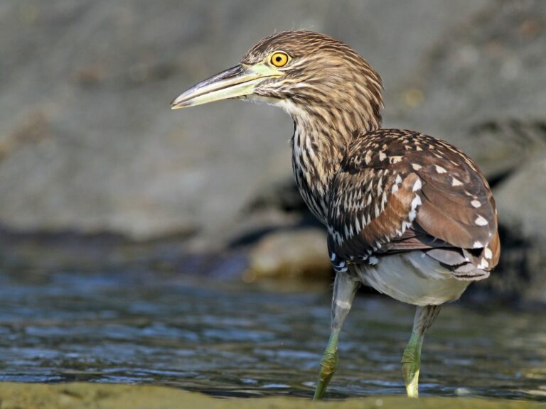 Black-crowned Night Heron