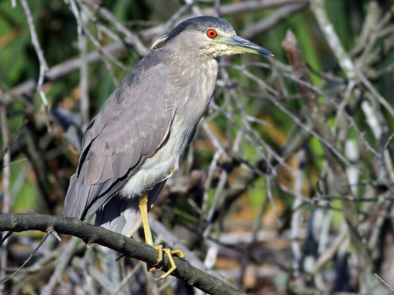 Black-crowned Night Heron