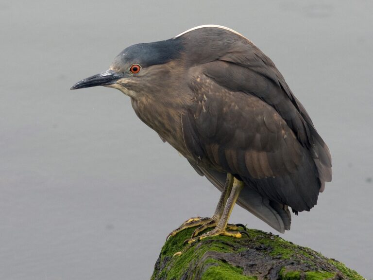 Black-crowned Night Heron