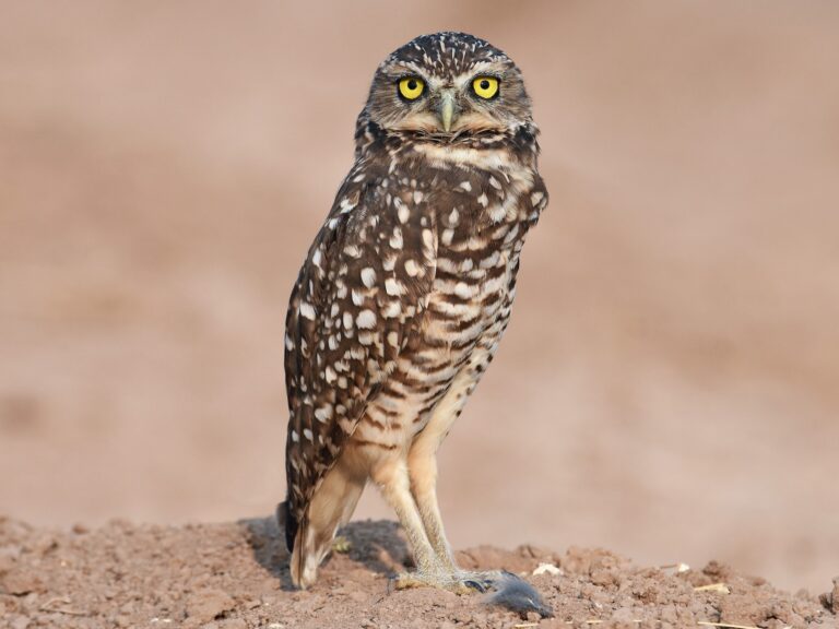 Burrowing Owl