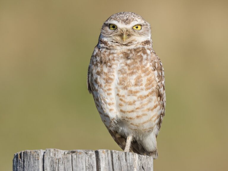 Burrowing Owl