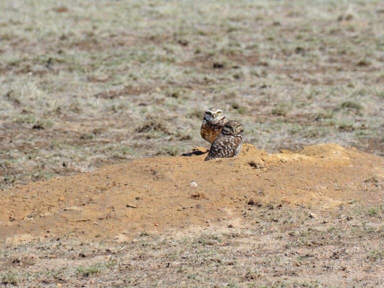 Burrowing Owl
