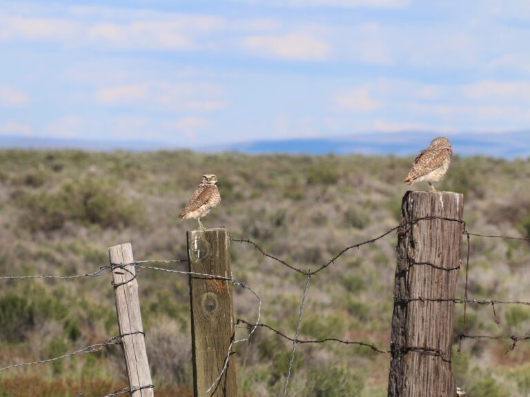 Burrowing Owl