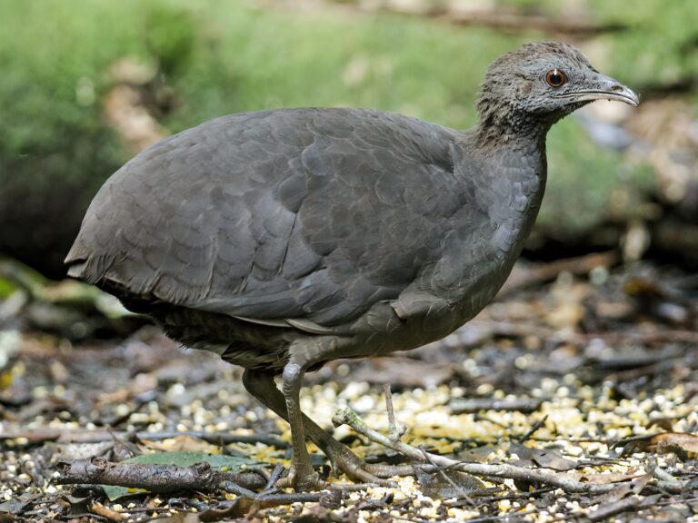 Cinereous Tinamou