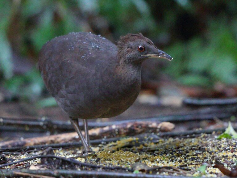 Cinereous Tinamou