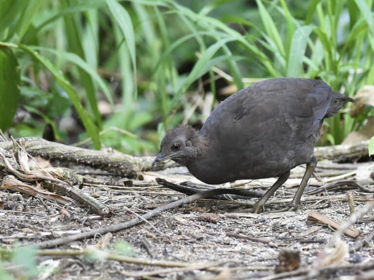 Cinereous Tinamou