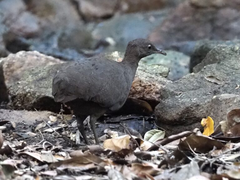 Cinereous Tinamou
