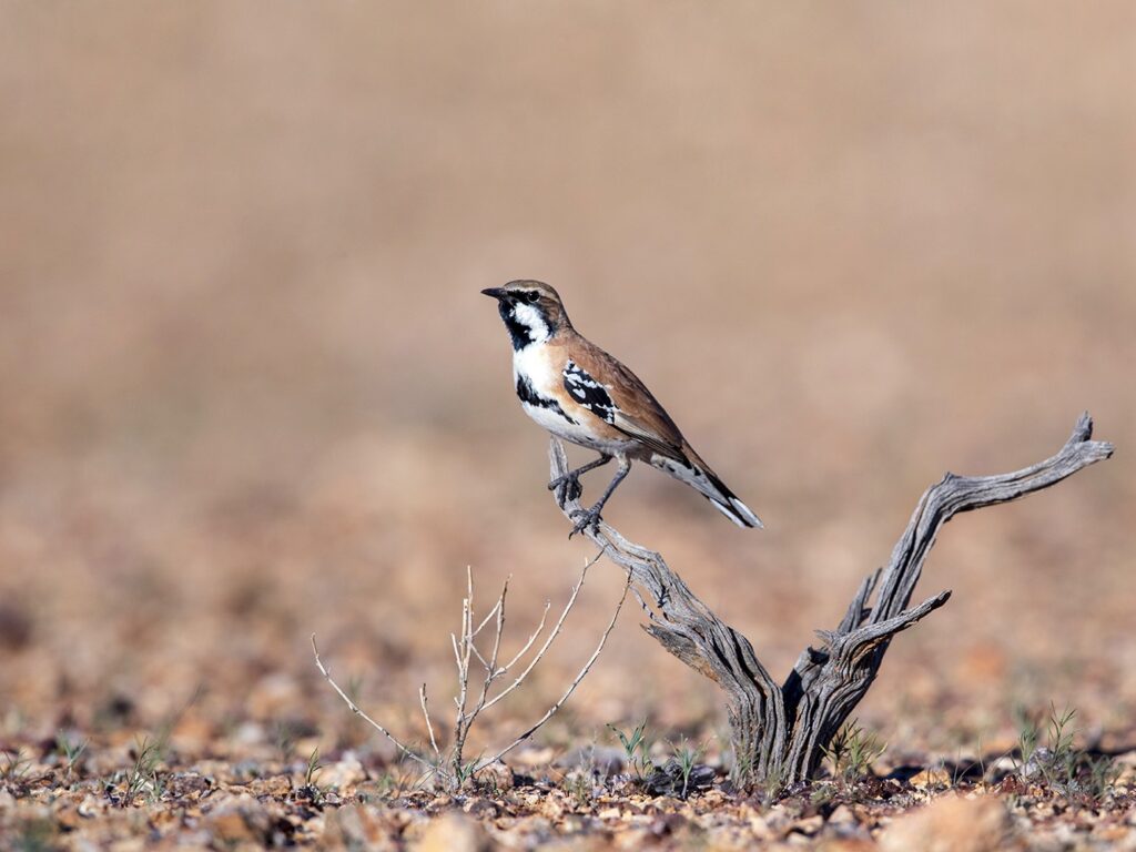 Cinnamon Quail-thrush