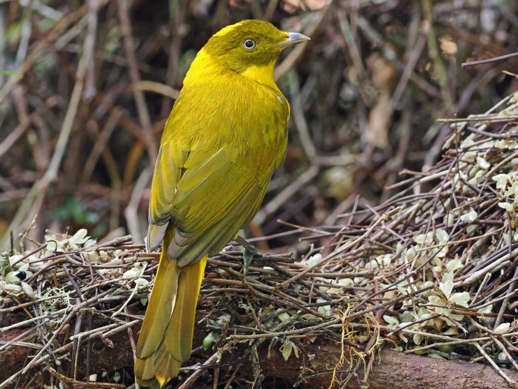 Golden Bowerbird