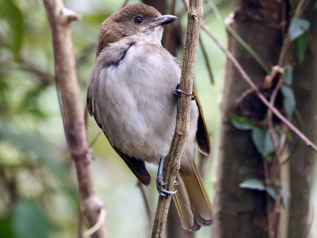 Female Golden Bowerbird