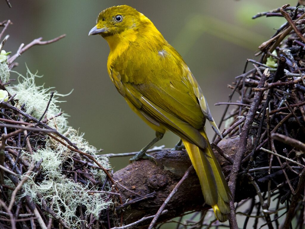 Male Golden Bowerbird